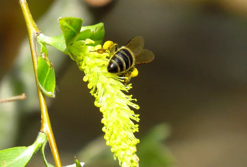 РАСШИРЕНИЕ ГНЕЗД ВО ВРЕМЯ ЦВЕТЕНИЯ ИВЫ И РАННИХ МЕДОНОСОВ