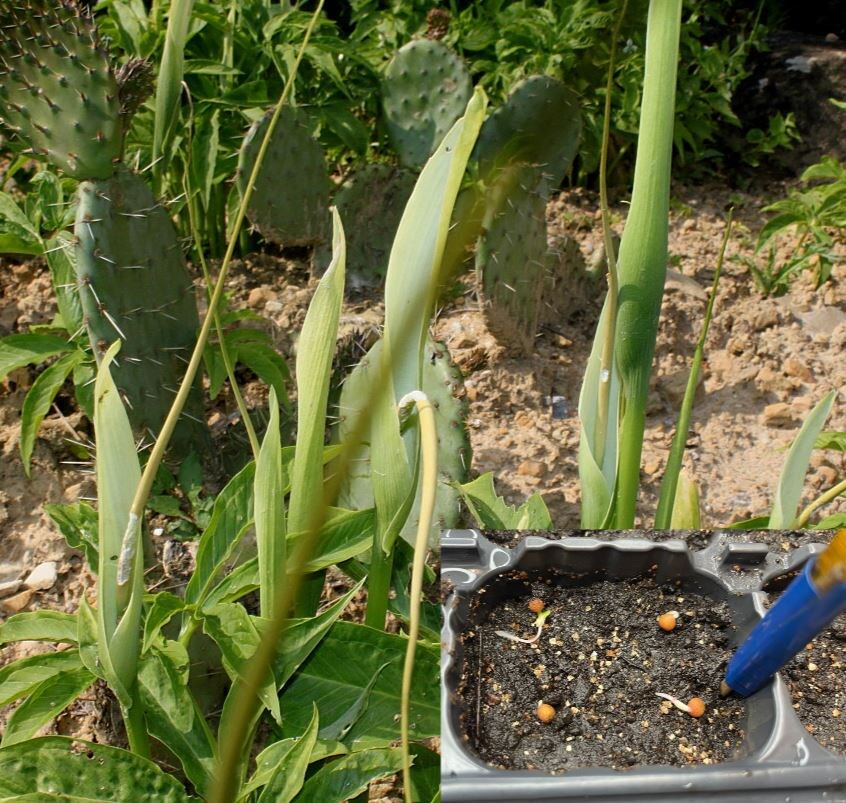 В углу вкладка проросших семян ариземы при посадке в землю.