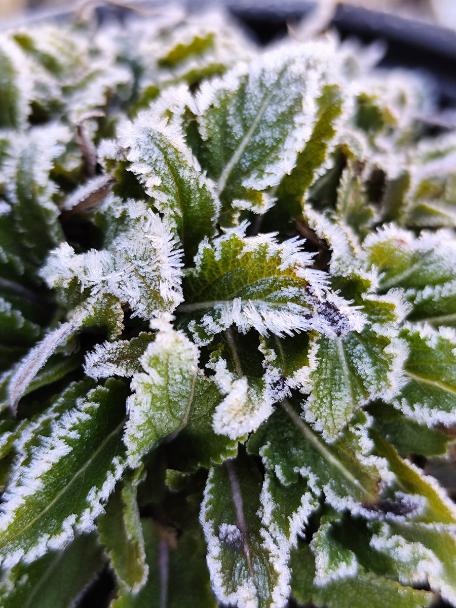 Морозный шалфей