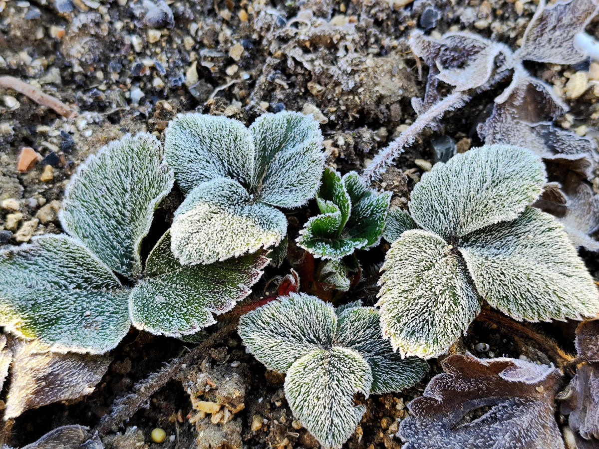 Клубника словно надела меха