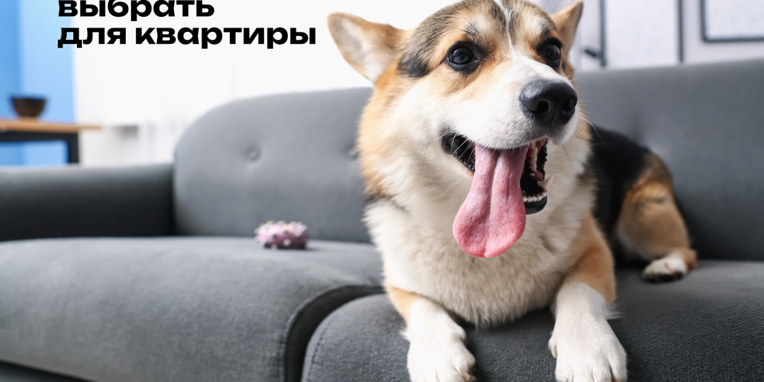 Какую породу собаки выбрать для квартиры: 10 лучших вариантов для комфортного жилья
