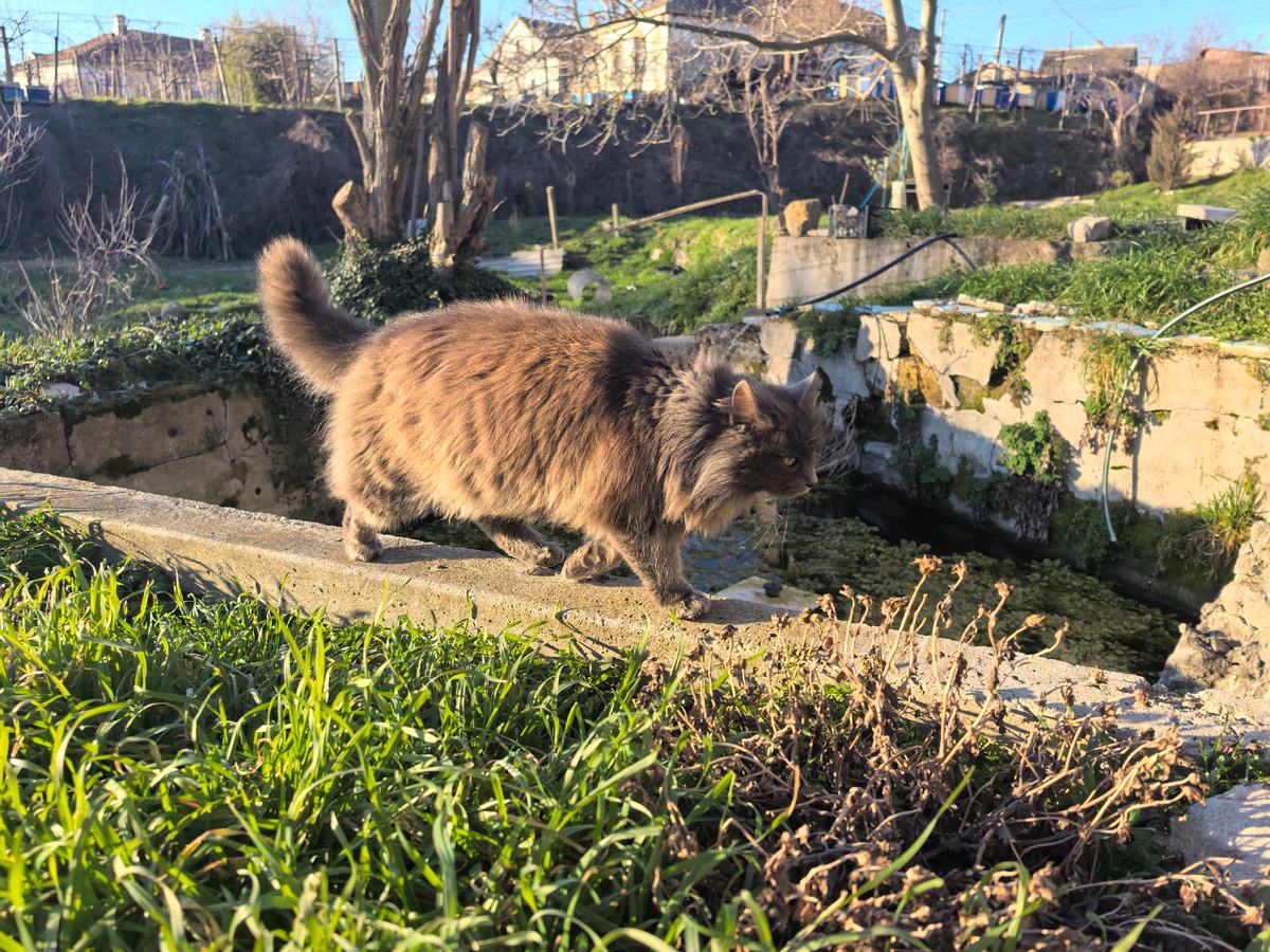 Уссурийский тигр, ну почти