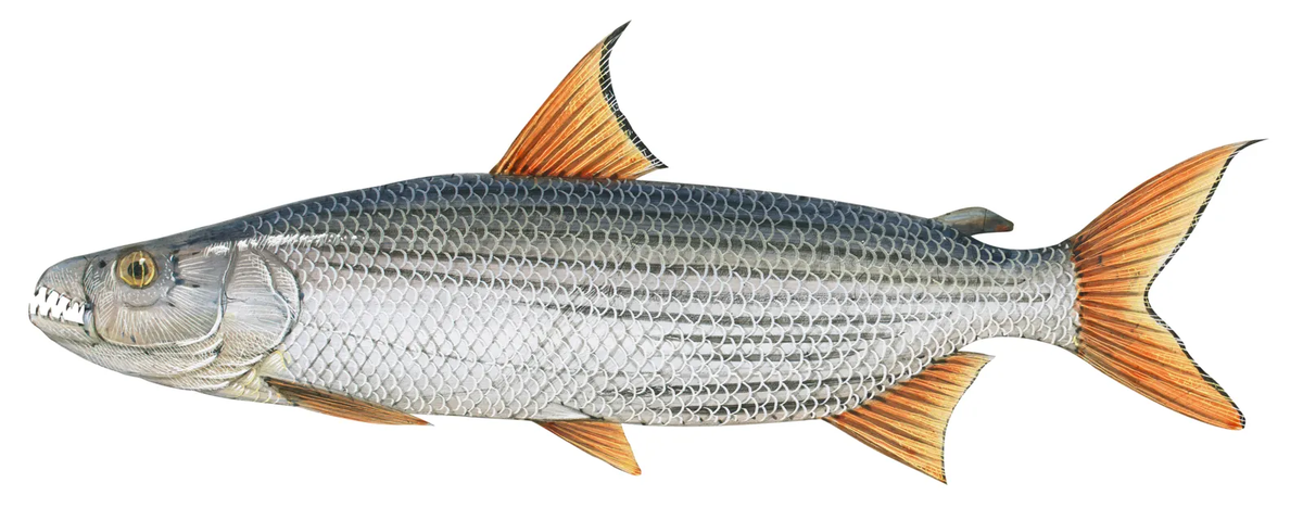Hydrocynus brevis