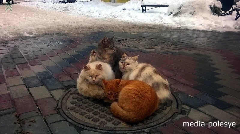 (яндекс картинка)