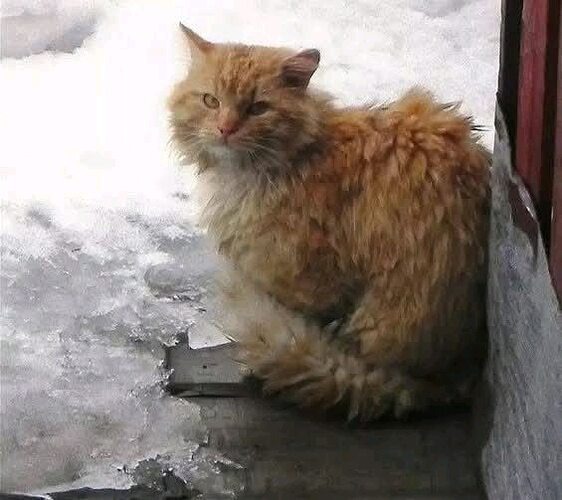 НЕ ЗАРЕКАЙТЕСЬ! (яндекс картинка)