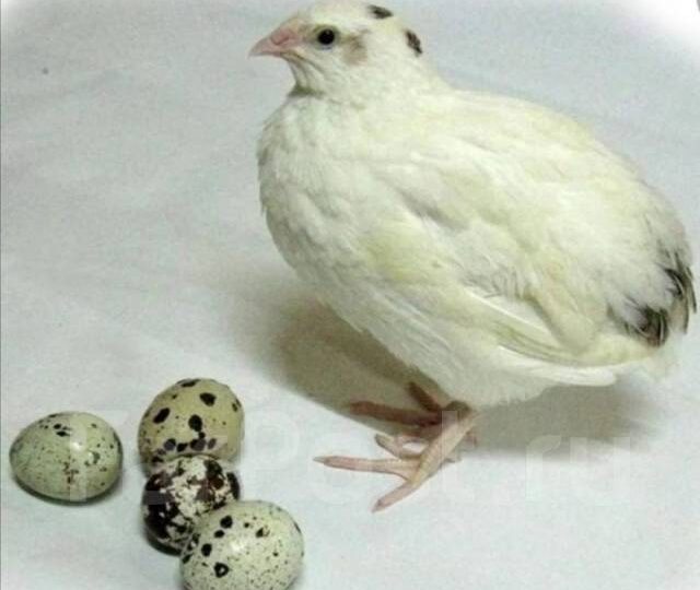 Белый техасский перепел.