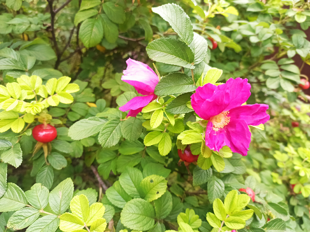 Фото автора. Шиповник морщинистый