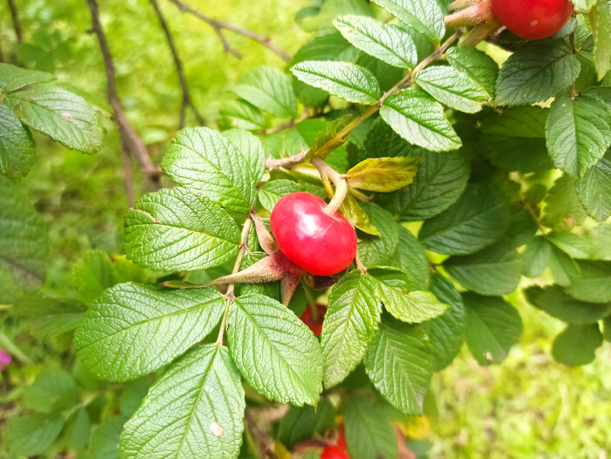 Фото автора. Плоды шиповника морщинистого