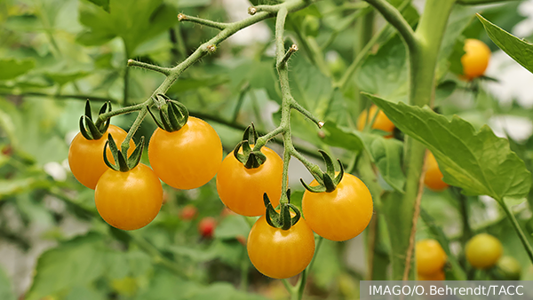     Фото: IMAGO/O.Behrendt/ТАСС   
 Текст: Татьяна Косолапова