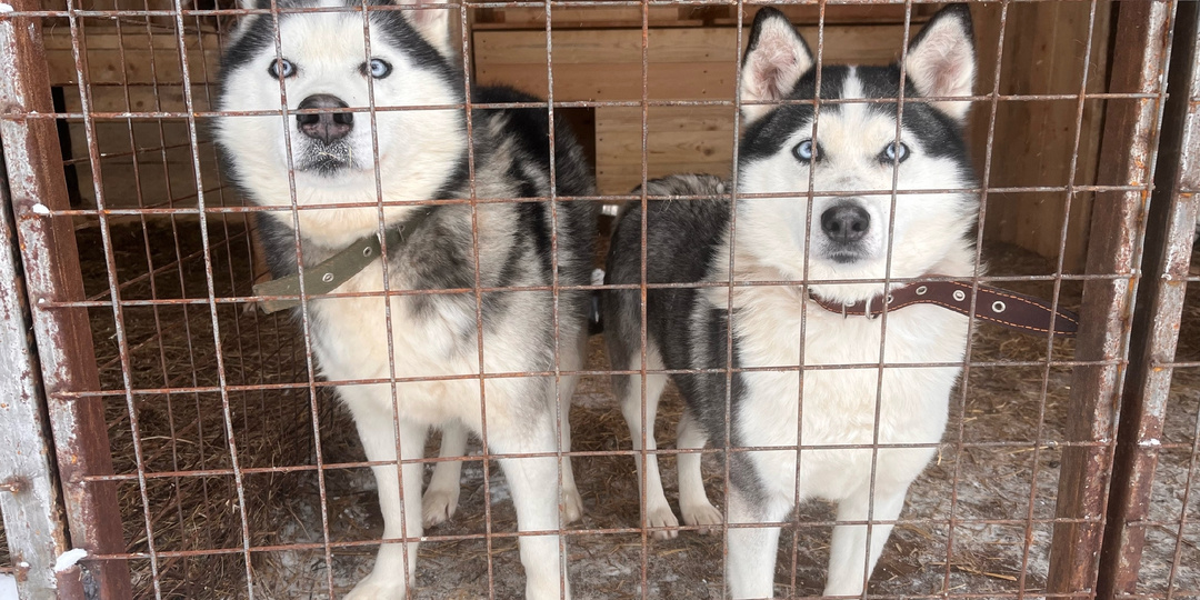 Огромное спасибо и новый Шанс для нашего приюта победить в конкурсе