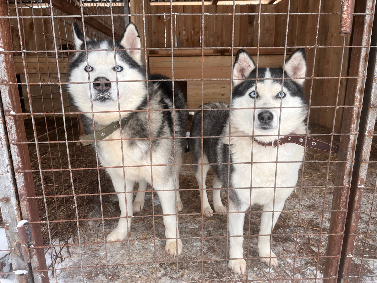 Шери и Локи 