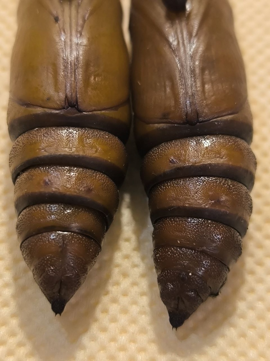 Справа самец. Крохотный бугорок возле белого пятна(деффект сьемки). Судя по цвету выходить им через неделю.