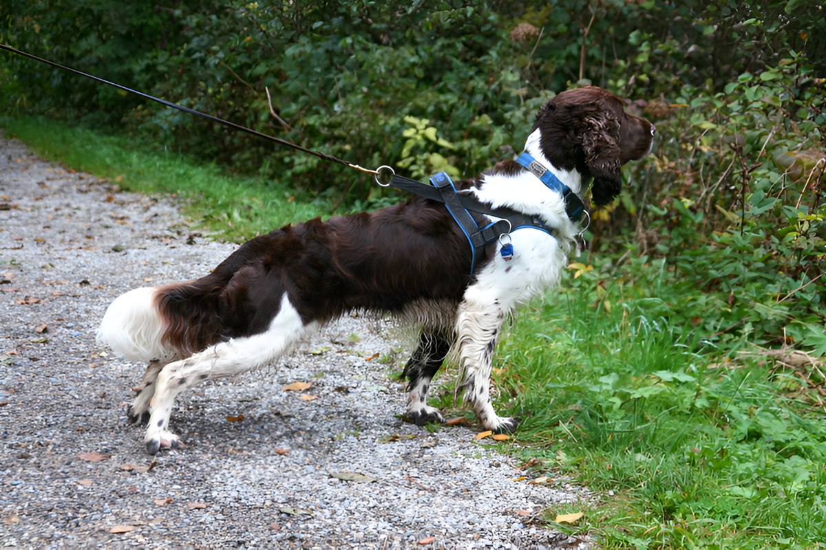    Для каждой породы спаниелей допустимы свои окрасы