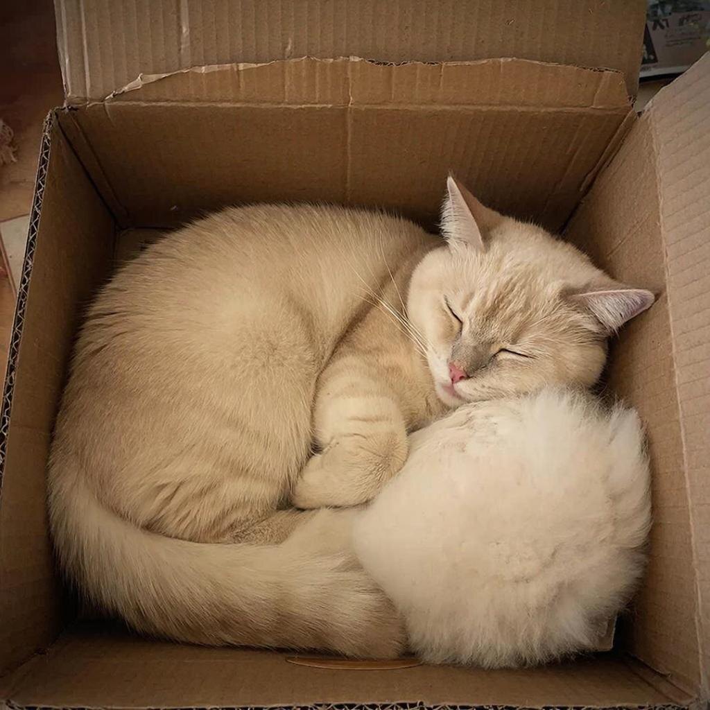 Кошка в коробке спит