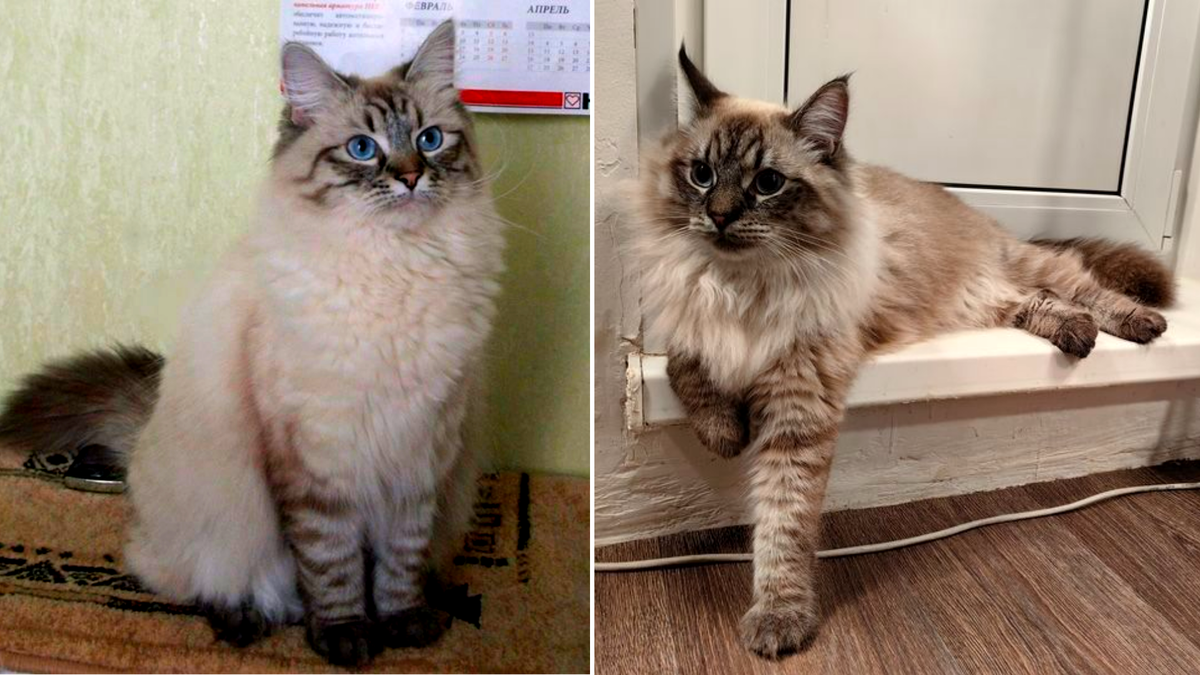 Невская Маскарадная