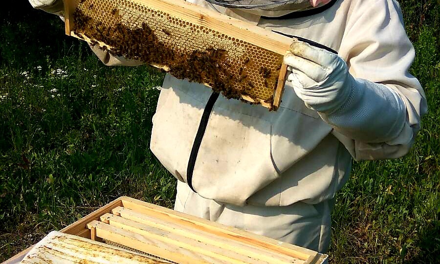 Первый визит к пчёлам, магия весеннего осмотра улья