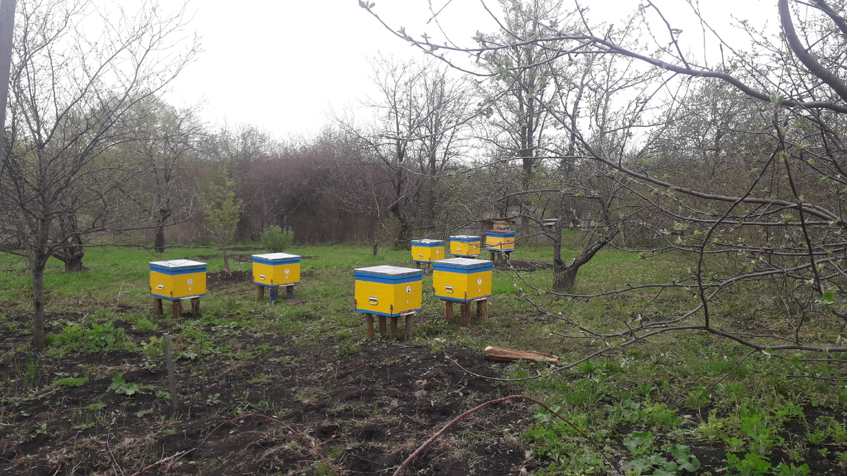 Наша пасека, начало....