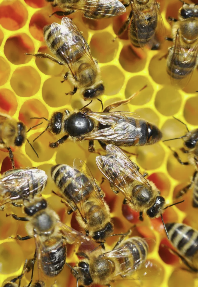 Королева улья - пчелиная матка, а рядом рабочие пчёлки.