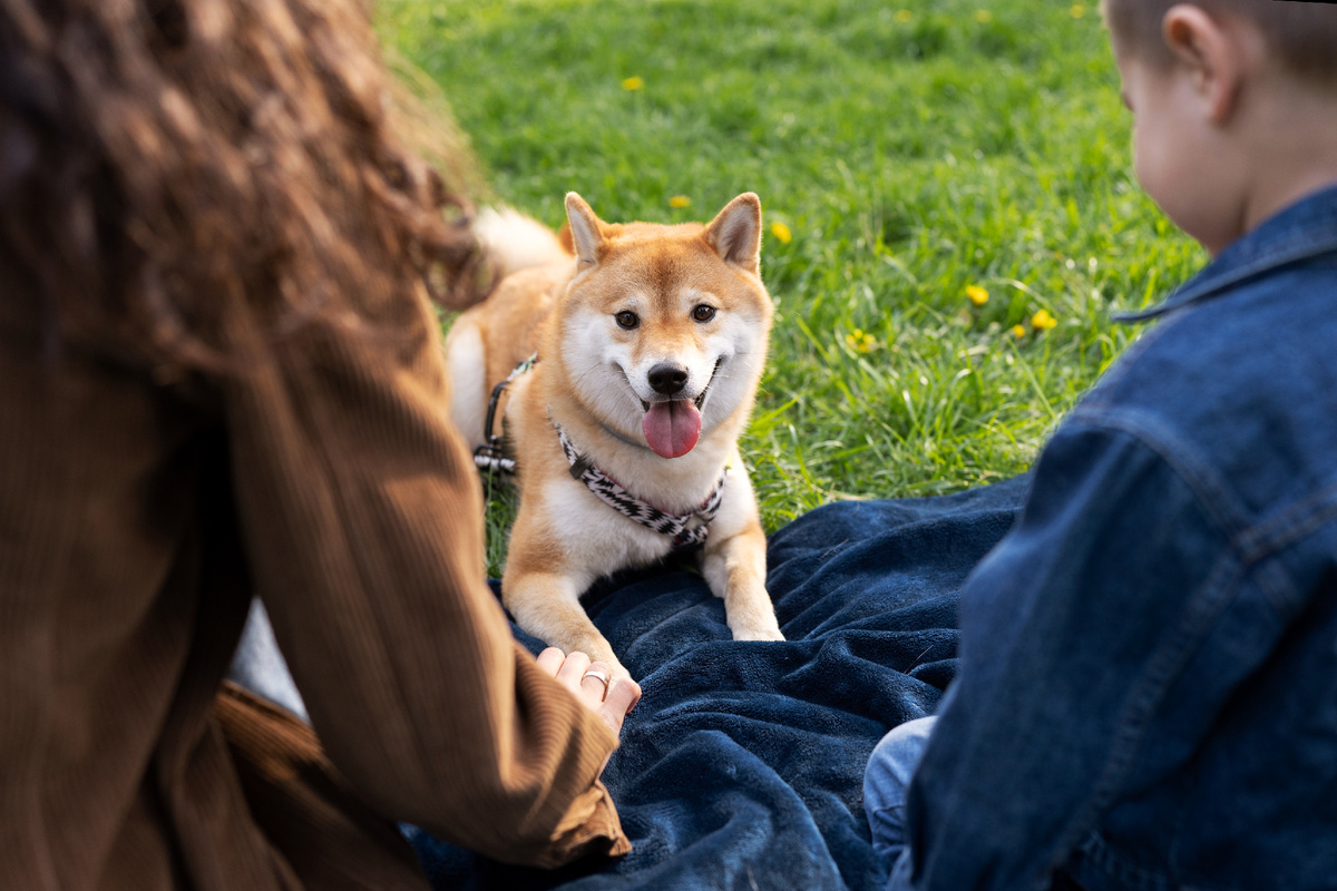 Собака не выполняет команды хозяина