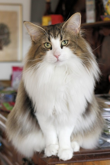 Фото из сети Интернет