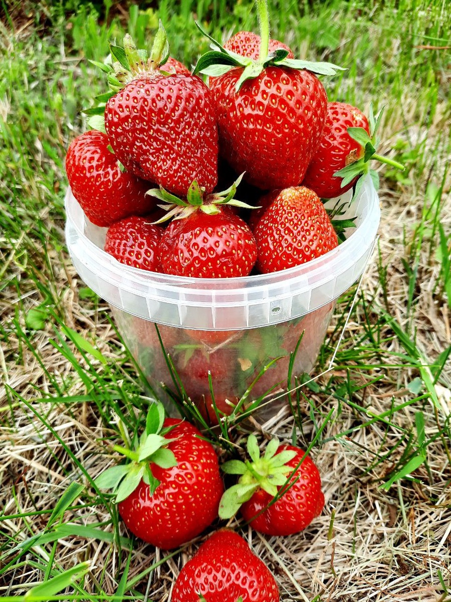 Фото автора. Клубника в саду.