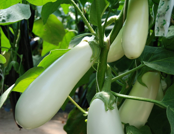 Заметки про баклажаны: посев и сроки