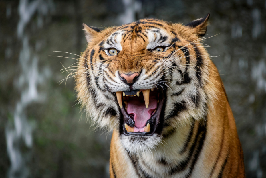    Shutterstock/FOTODOM