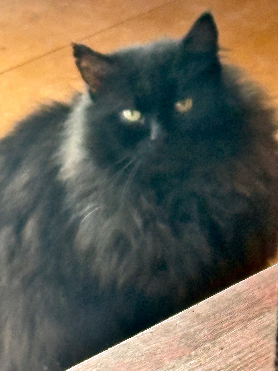 Кузю Толстого не пускают есть колбасу! Везде фото автора.