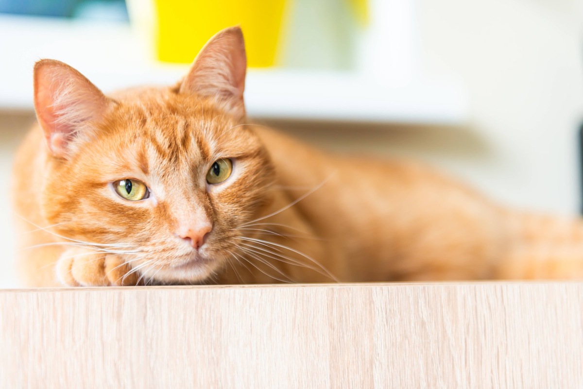    УЗИ кишечника кошкам редко делают без обзорного исследования других органов брюшной полости