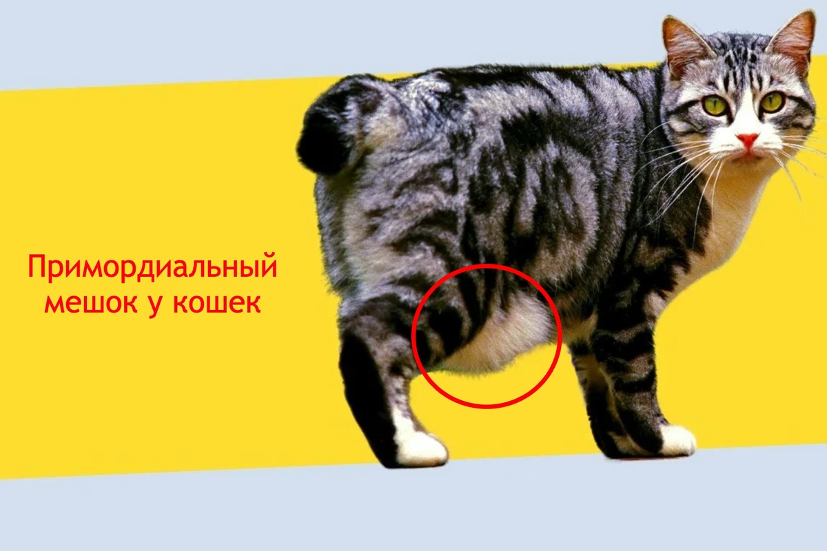 Примордиальный мешок есть и у пушистых кошек, и у сфинксов. Но в обоих случаях - не у всех представителей