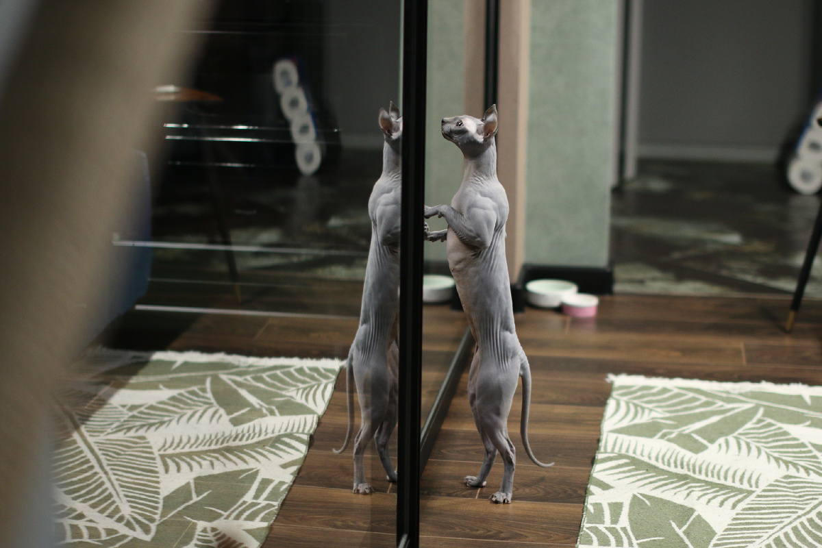 Когда завидуешь фигуре и мышечному рельефу своей кошки...