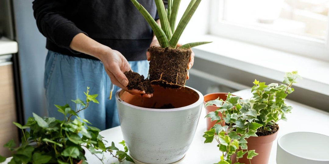 6 золотых правил ухода за комнатными растениями после зимы
