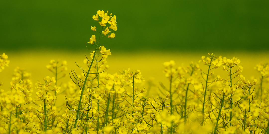 Система ранних обработок по рапсу: корневая, листовая, антистресс