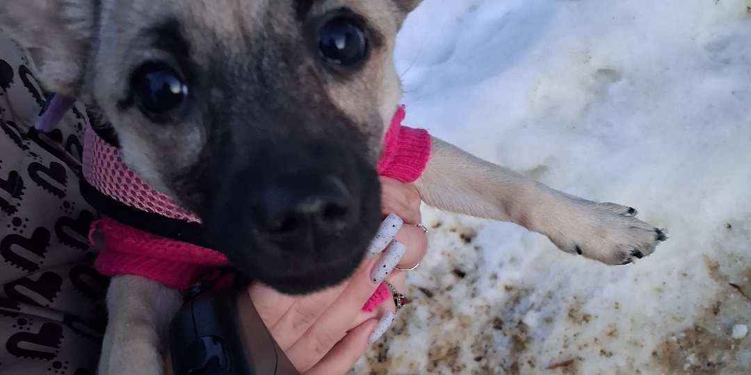 Я маленькая собачка