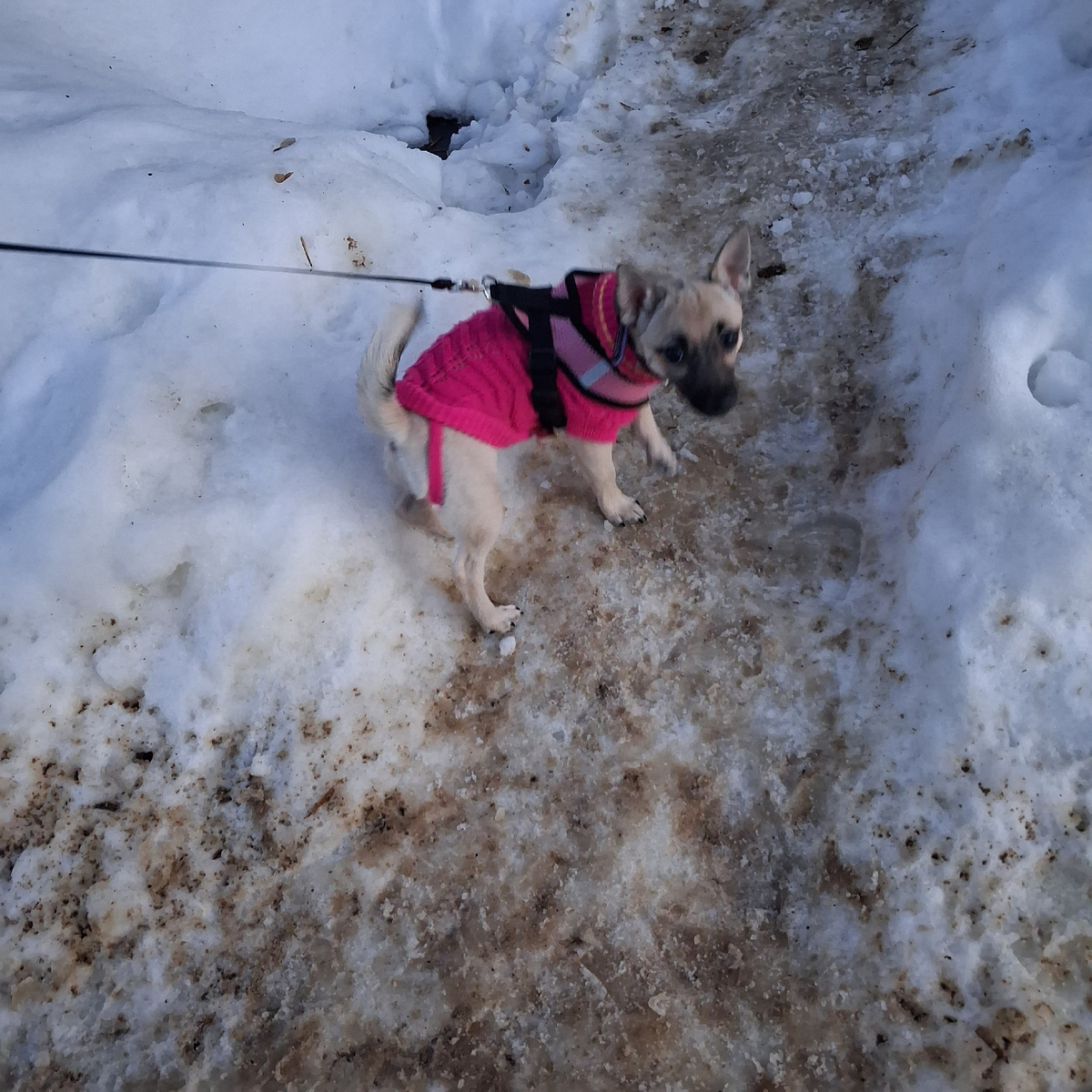 Я - маленькая собачка. Фото автора. 
