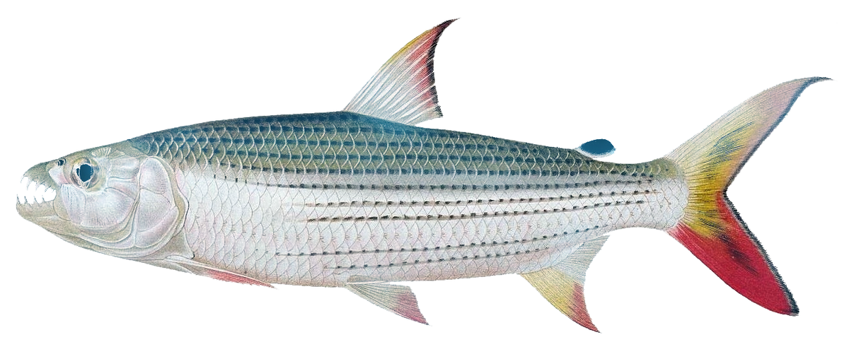 Hydrocynus tanzaniae