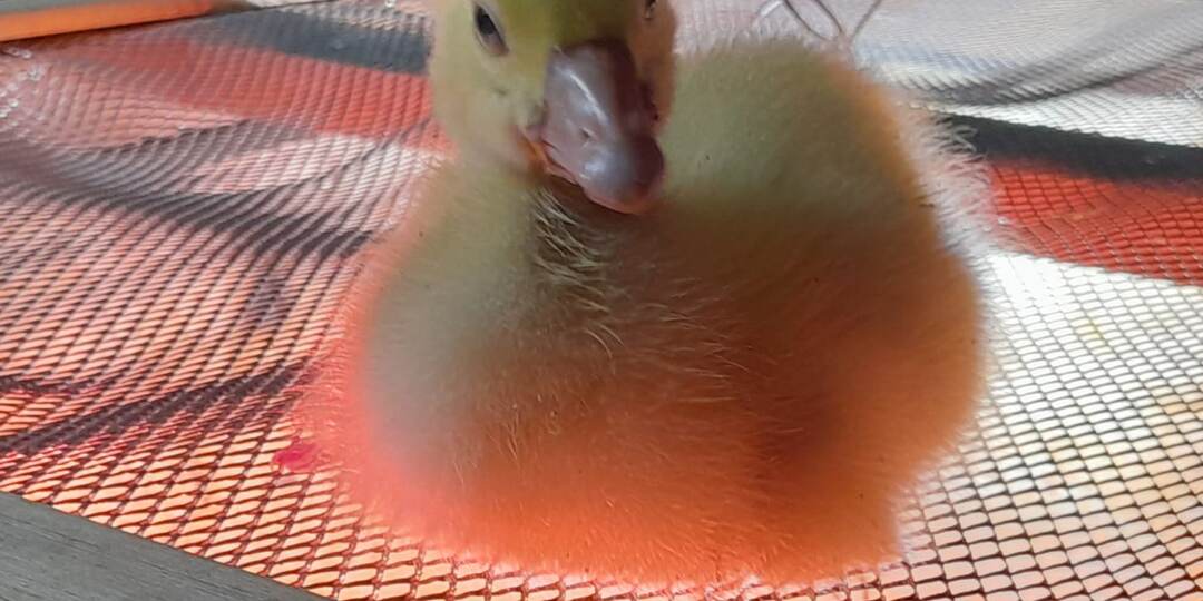 КАК ПОДГОТОВИТЬСЯ К ВЫВОДУ ПТЕНЦОВ?