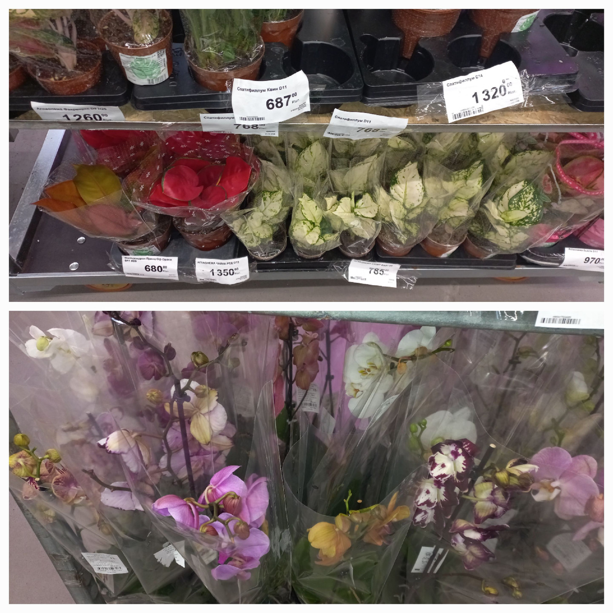 Коллаж автора