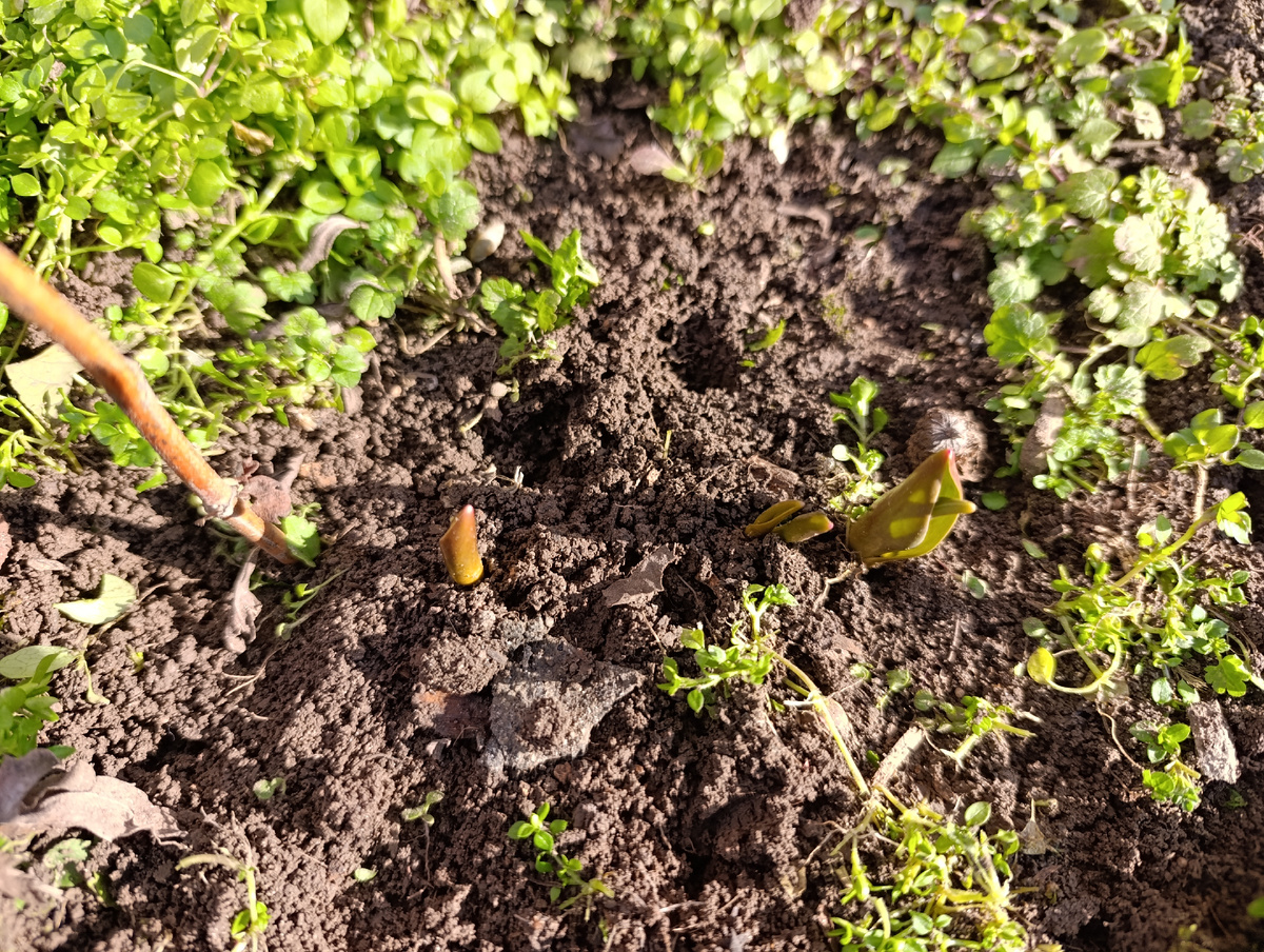 А этих пришлось освободить от зарослей мокрицы