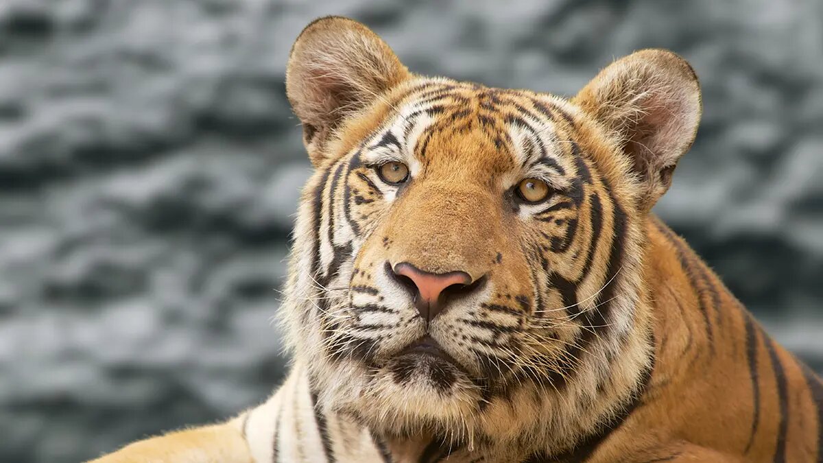    Источник: vm.ru/ Даниил Власов