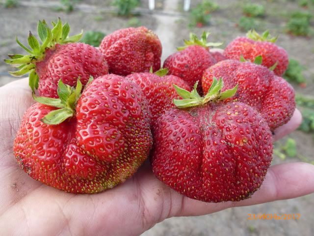 Лучшие сорта клубники для средней полосы России