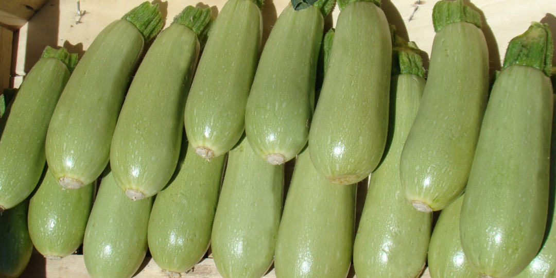 Только эти кабачки посажу в 2026 году. Кабачки заваливают урожаем каждый год