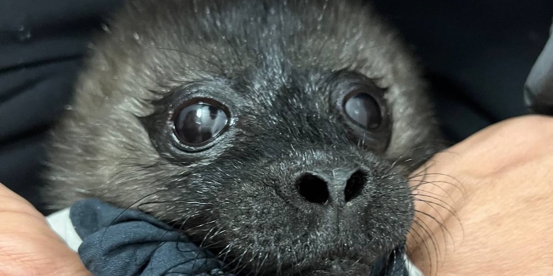 На Ладожском озере нашли двух новорождённых нерп без матерей