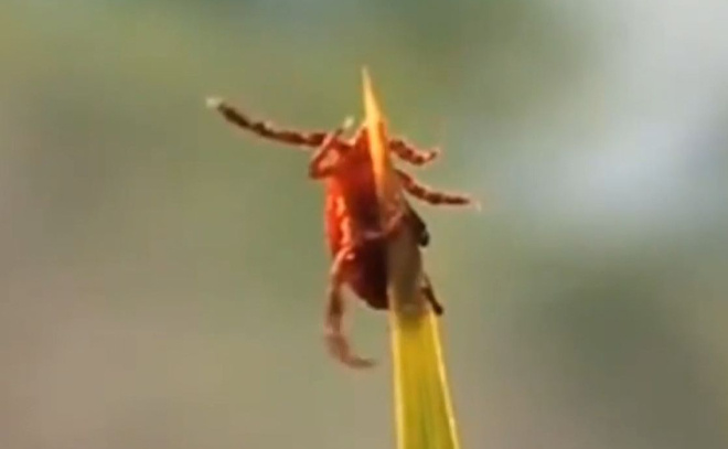    © ЛенТВ24 | архив