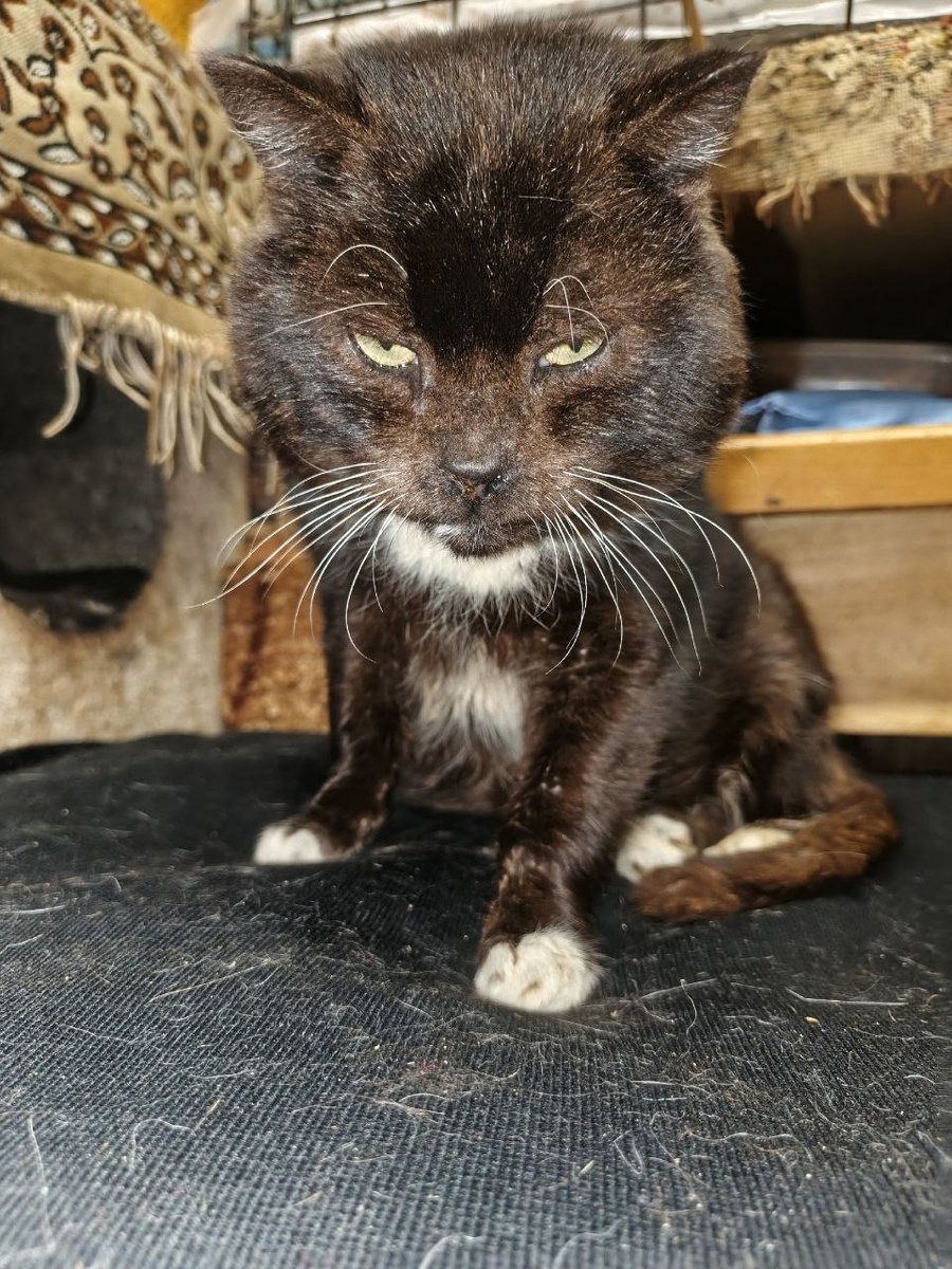 Тот самый Царь в естественной среде обитания. Корона невидима, но ощущается каждым подданным в радиусе километра. Взгляд — 100% самодержавия.