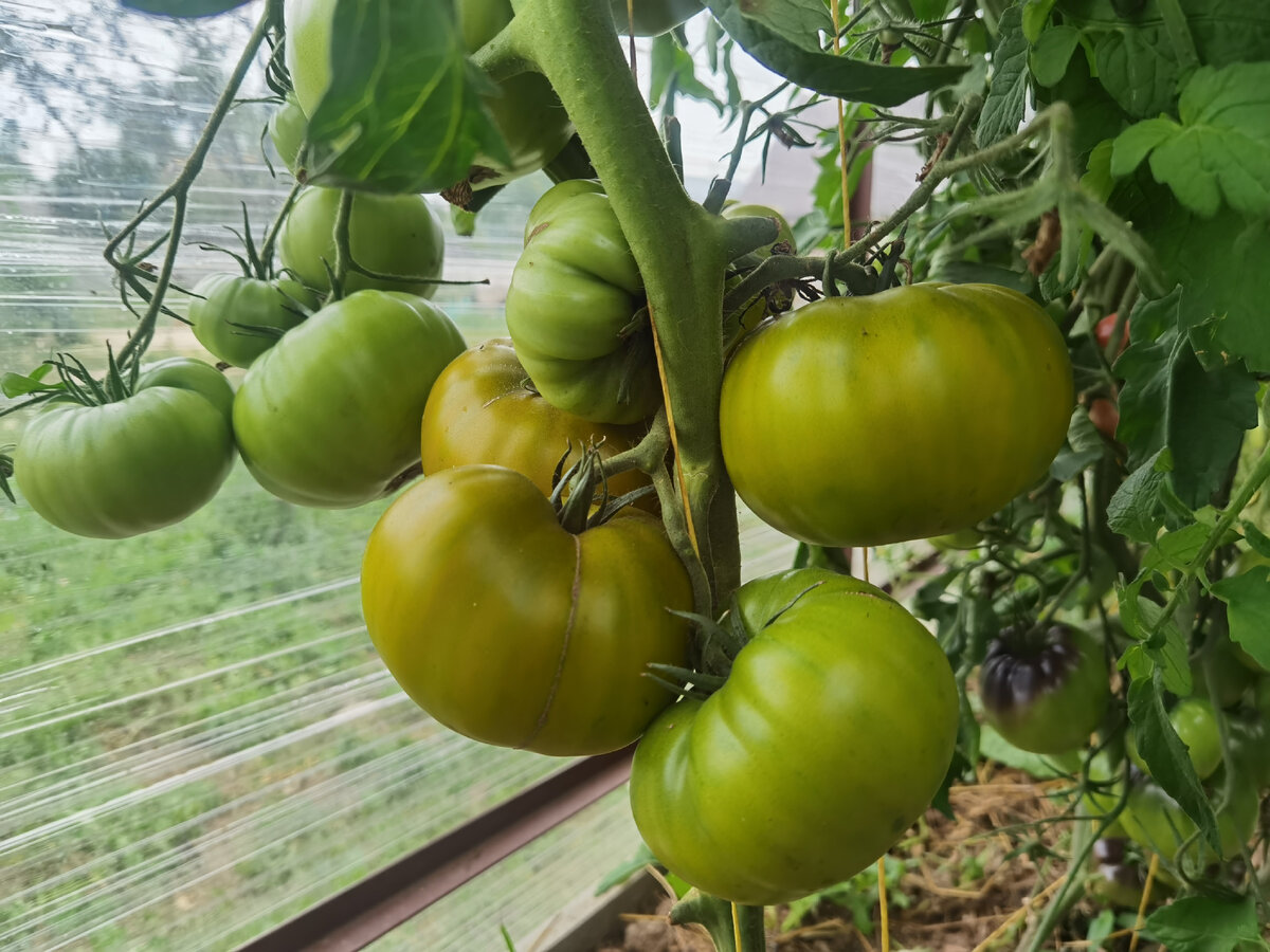 томат Малахитовая Шкатулка