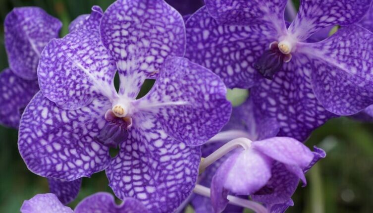    Орхидея Калипсо и нимфа Калипсо. Что их роднит? Орхидея Ванда. Фото: по лицензии CC0 Pxhere.com