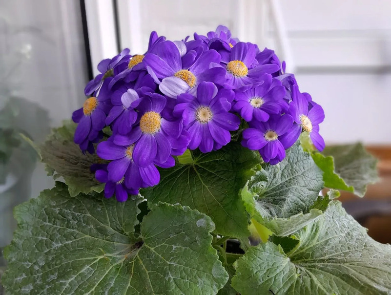    Елена Меркулова Валерия Стальная