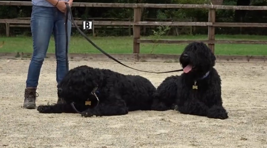 Два русских черных терьера на площадке.