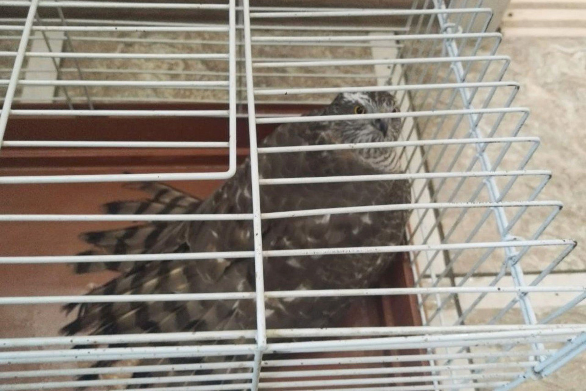 Фото Министерство лесного и охотничьего хозяйства Камчатского края